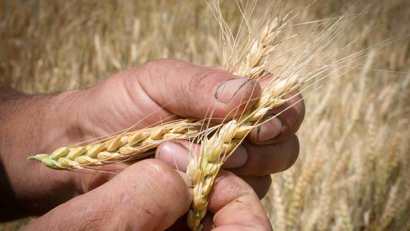 پاکستان اور افغانستان میں شدید غذائی بحران کا خدشہ