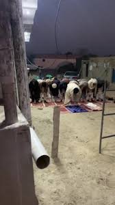ہری پور: مسجد پر پابندی کو دس دن گزر گئے، سڑک پر نماز کی ادائیگی