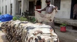 کالعدم تنظیموں پر قربانی کی کھالیں اکٹھی کرنے پر پابندی